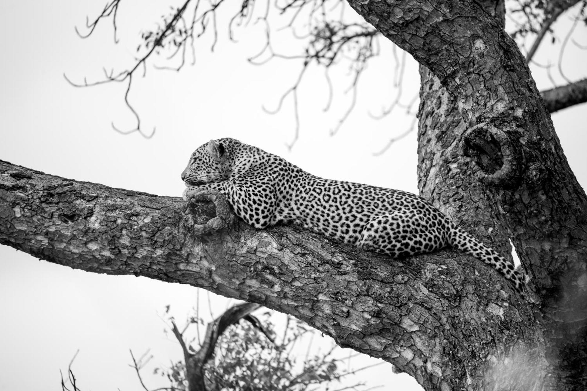 Aha Skukuza Safari Lodge Extérieur photo